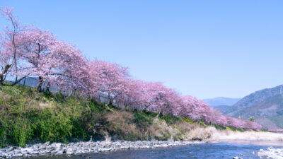 Kawazu Cherry Blossoms