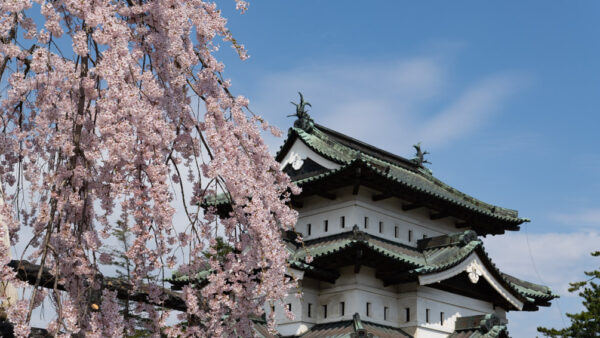 Hirosaki Park: Cherry Blossoms and Castle Views